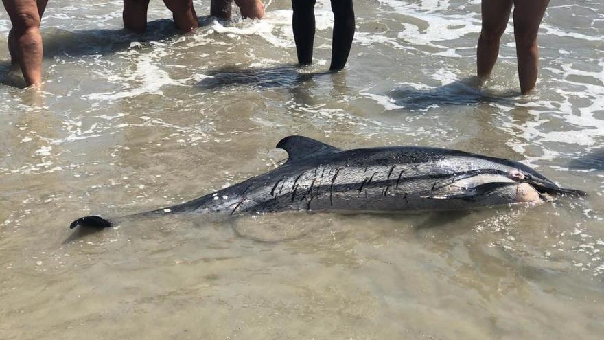 Aparece un delfín muerto en San Pedro