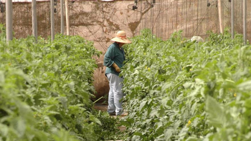 Plantación de tomates en una explotación del Sureste de Gran Canaria.
