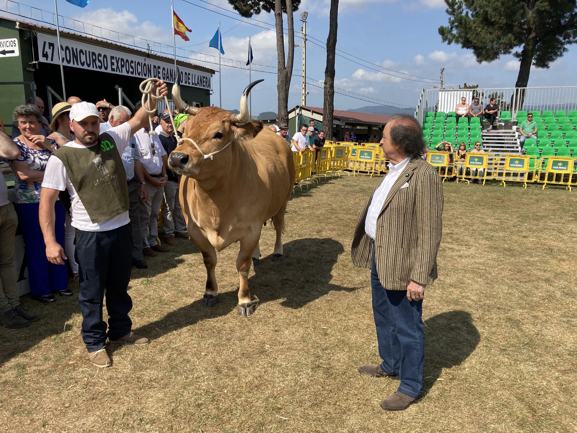 El concurso de ganado de Llanera fue todo un éxito: aquí tienes algunas de las reses ganadoras