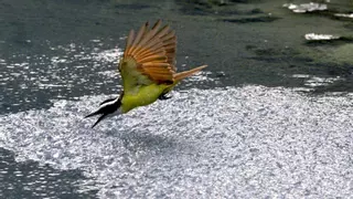 Inteligencia colectiva: los bancos de peces más grandes toman decisiones más rápidas y precisas para escapar de los depredadores