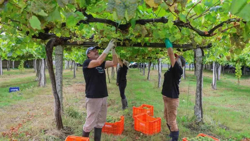 Rías Baixas busca expandirse en América Latina con nuevas acciones