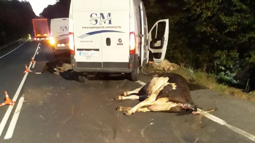 Las vacas muertas y la furgoneta implicada en el accidente.