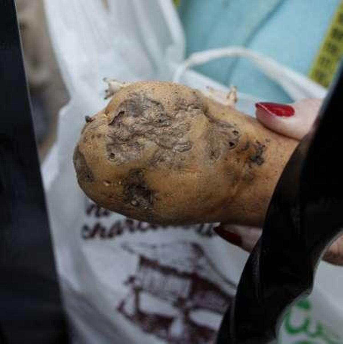 Plaga de patata en Asturias: irrumpe en Gijón y pone en alerta el área central