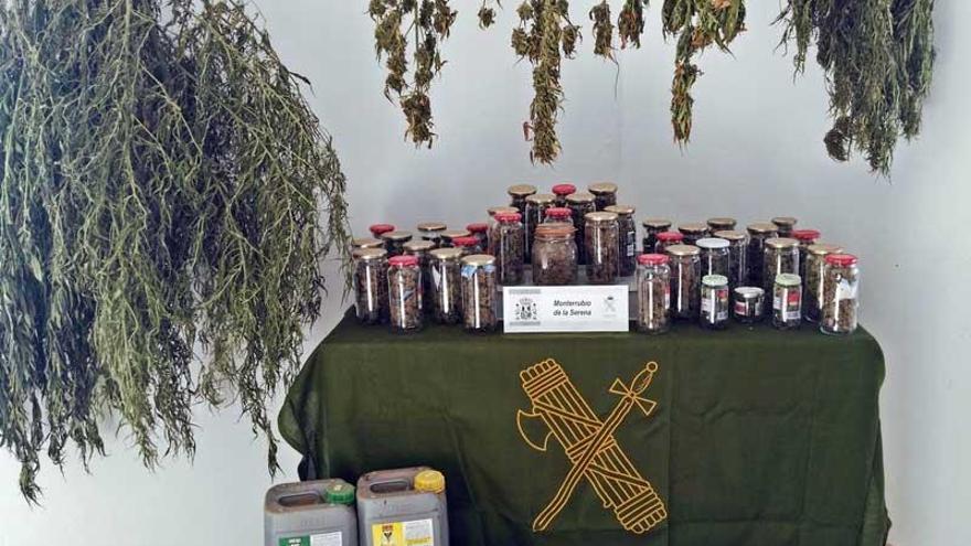 Detenido un vecino de Monterrubio de la Serena por cultivo de marihuana