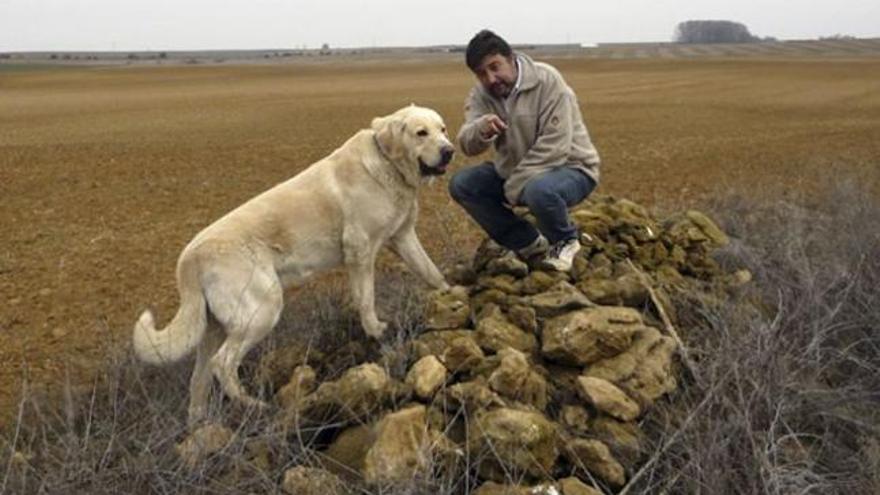 El estudioso José Luis Vicente junto a su perro y unas piedras en Tierra de Campos.