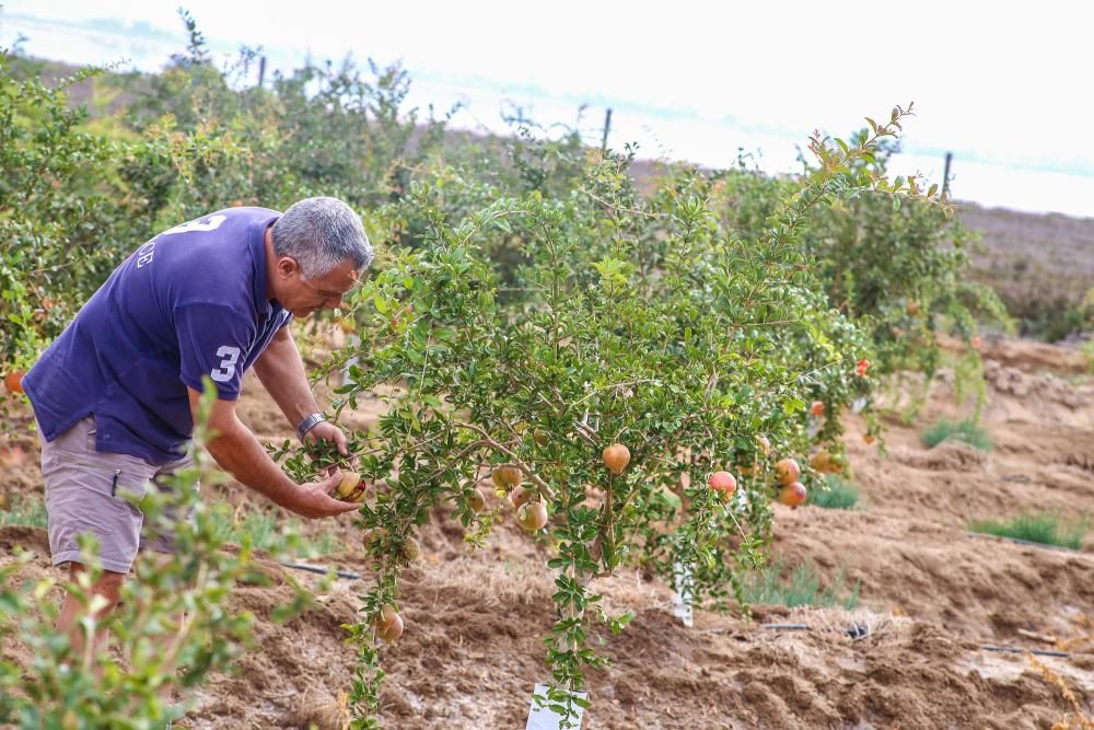 Una familia de agricultores de Elche escoge suelos torrevejenses para cultivar el fruto con denominación de origen