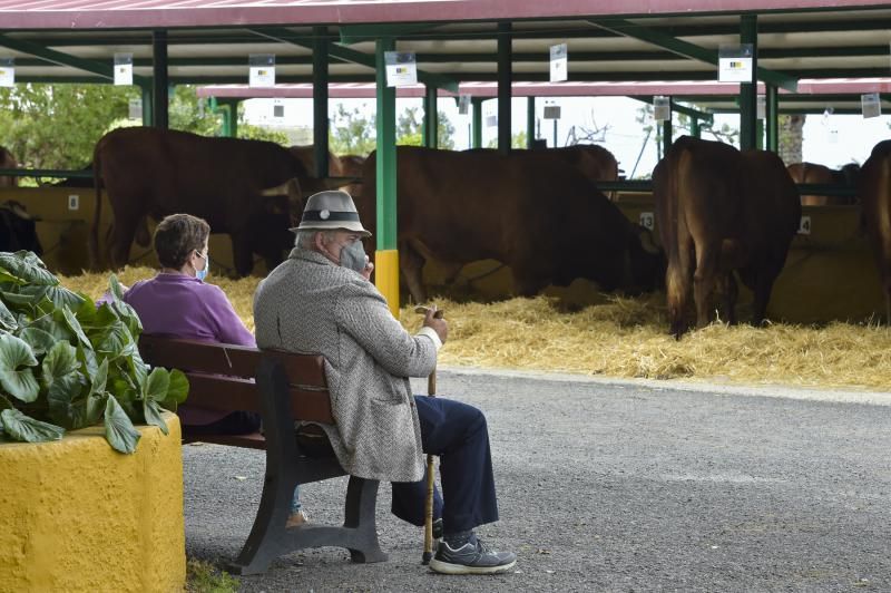 Feria y concurso de Ganado de Gran Canaria