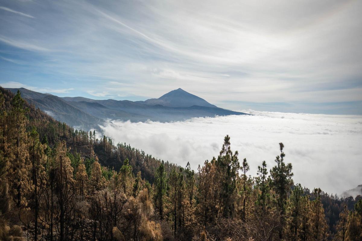 Panorámica de los pinares de la Corona Forestal de Tenerife arrasados por el incendio del pasado verano.