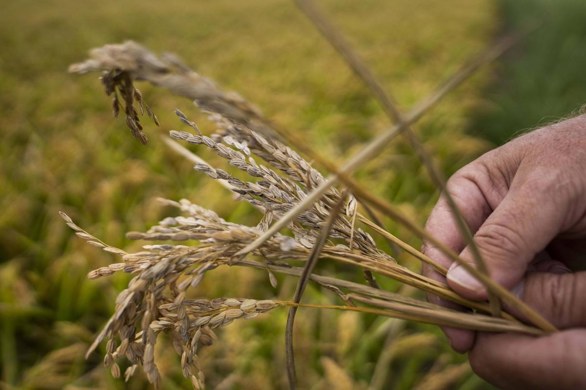 Sueca. VLC. José Luis Mariner Llácer, delegado de la asamblea local de AVA-Sueca, nos enseña un campo de la variedad de arroz Campanar afectado en un 30% por el cucat