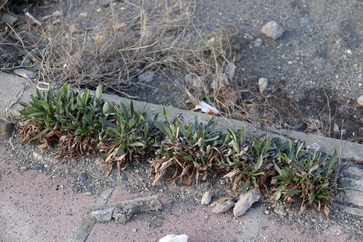 Limonium carmini