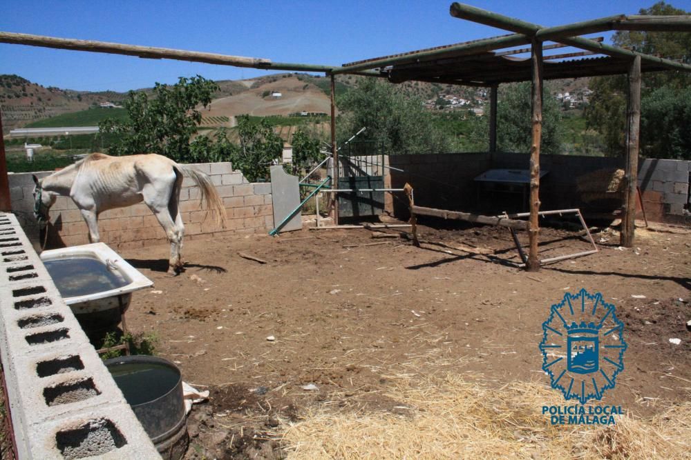 El caballo tenía el costillar marcado por la desnutrición.