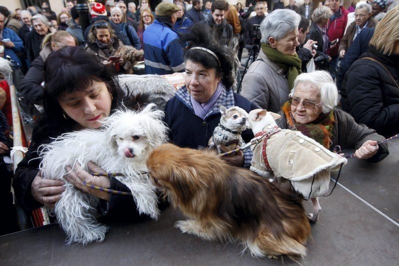 Celebración de San Antón, bendición de los animales