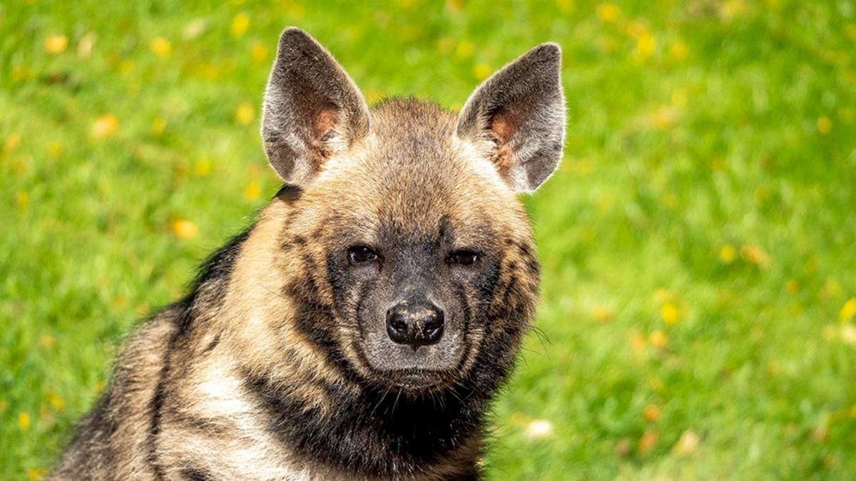El Bioparc incorpora una pareja de hienas en peligro de extinción