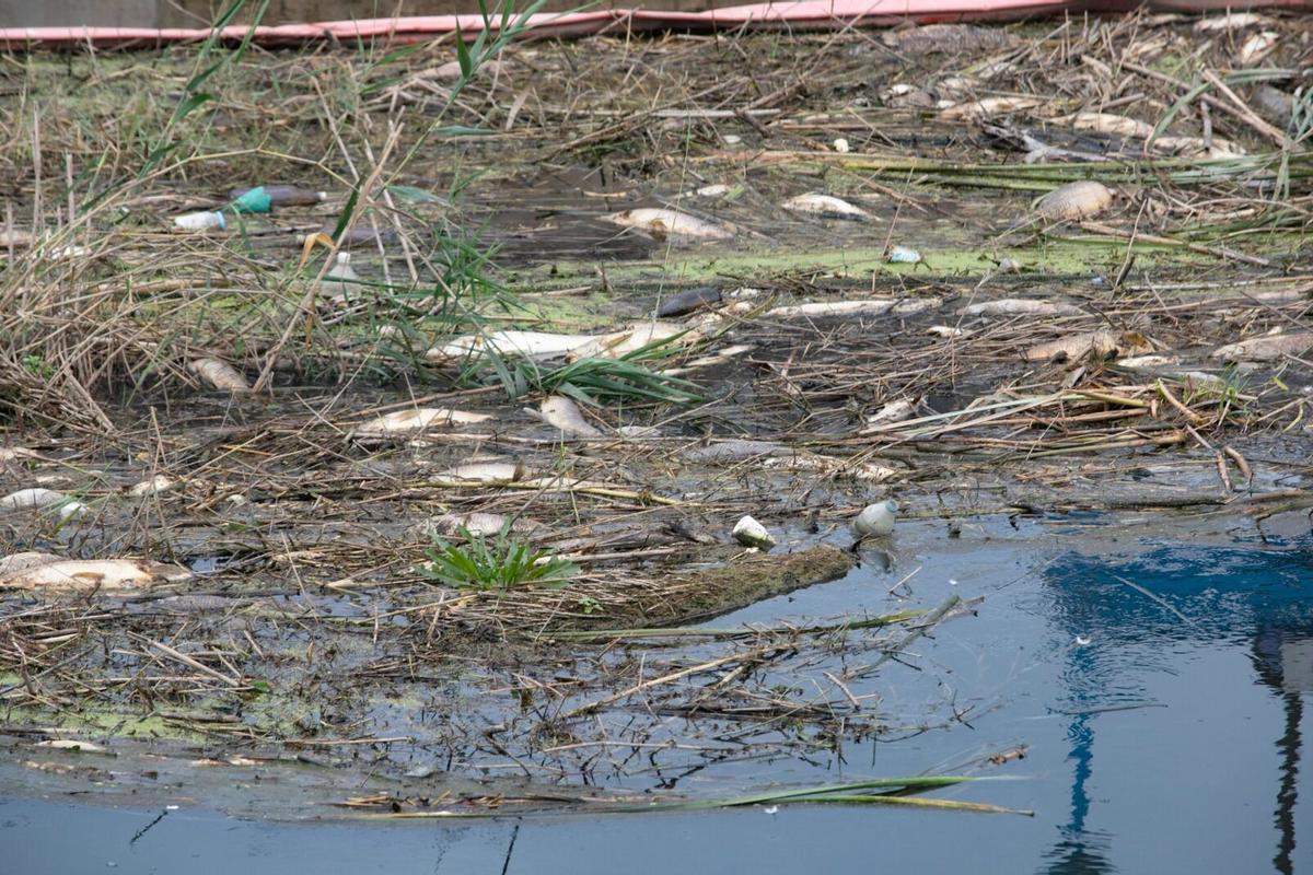Peces muertos en la gola del Perelló, en una imagen tomada ayer