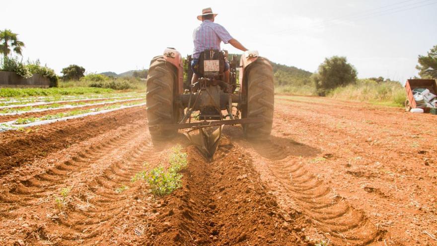 Del campo de Ibiza a la mesa