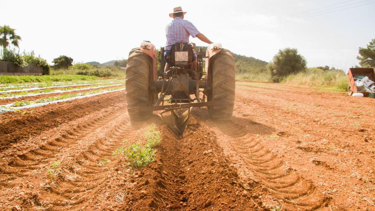 Los propietarios de Can Escandell cultivan sus frutas y verduras.