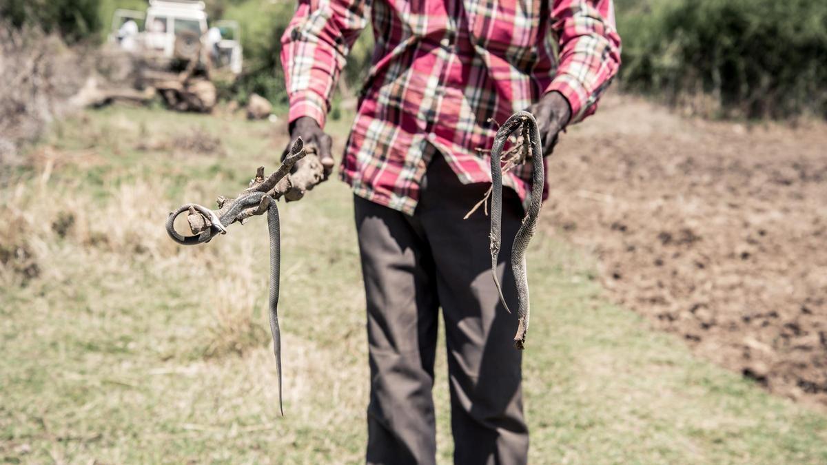 Un hombre busca serpientes en Kenya