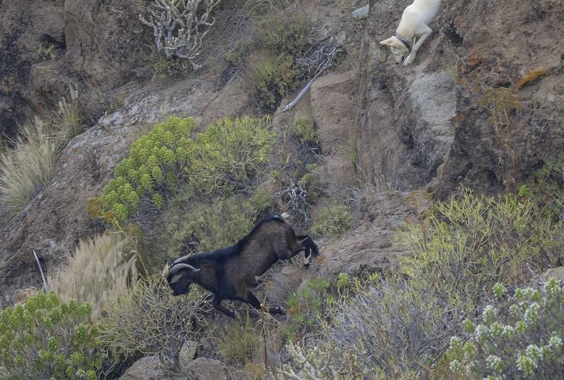 26/05/2018 TASARTICO, ALDEA DE SAN NICOLAS.  Apañada de cabras en la zona de Güi Güi, organizada por el Cabildo de Gran Canaria y  con la colaboración de distintos colectivos. FOTO: J. PÉREZ CURBELO  | 26/05/2018 | Fotógrafo: José Pérez Curbelo