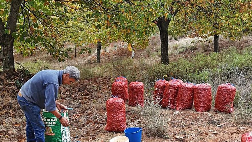 Un castañicultor de Alcorcillo llena varios sacos. | Ch. S.