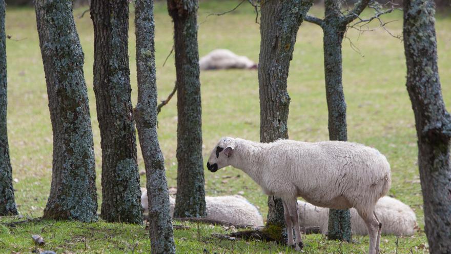 Los ganaderos reclaman &quot;ya&quot; el pago de indemnizaciones por los ataques de lobos en Zamora