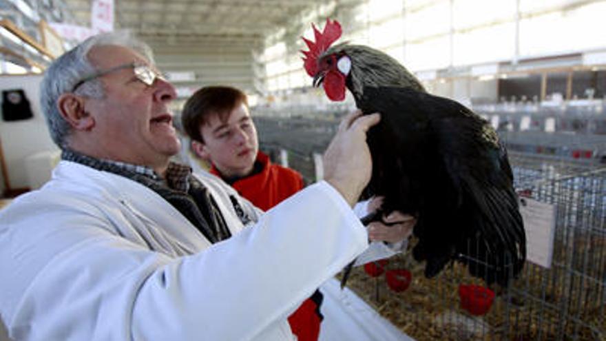 En busca de la gallina perfecta