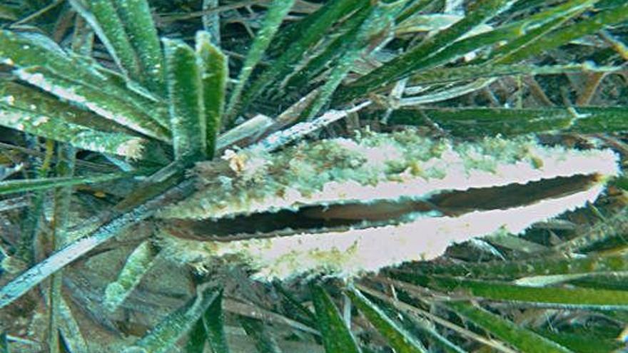 L&#039;exemplar de nacra trobat a les illes Medes per bussos de La Sirena, el dimecres.