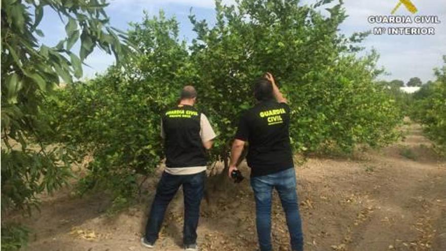 Dos agentes en una finca de cítricos.