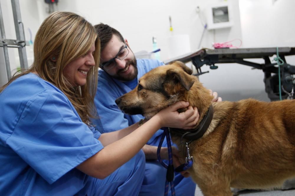 Visita al perro Nicolás en la clínica donde lo atienden de la brutal paliza