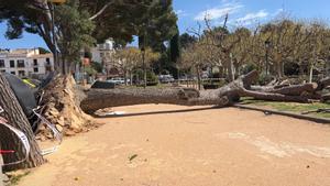 Continua el vent a Catalunya: aquestes són les zones afectades