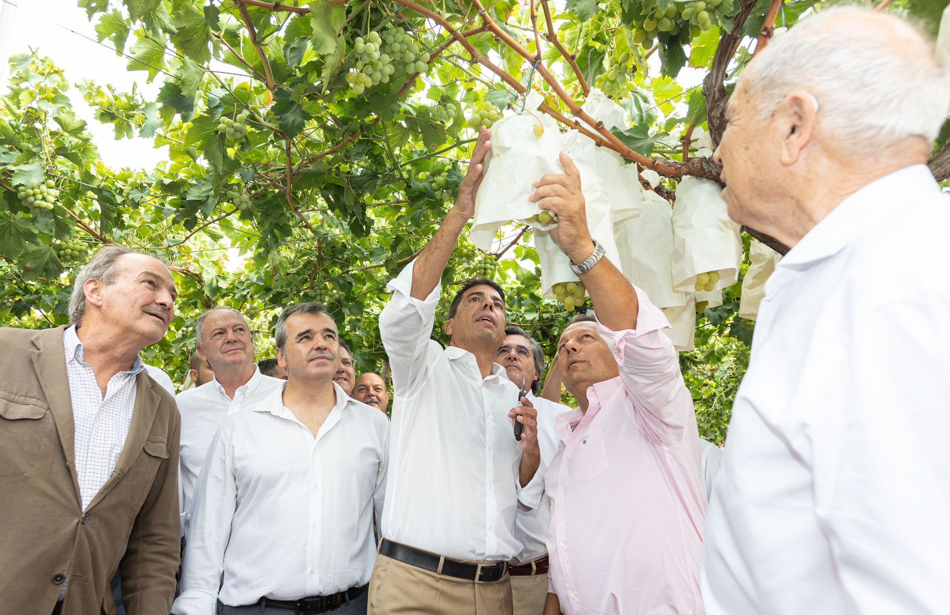 Mazón y Pérez participan en el primer corte de "Uva  de Mesa Embolsada del Vinalopó"