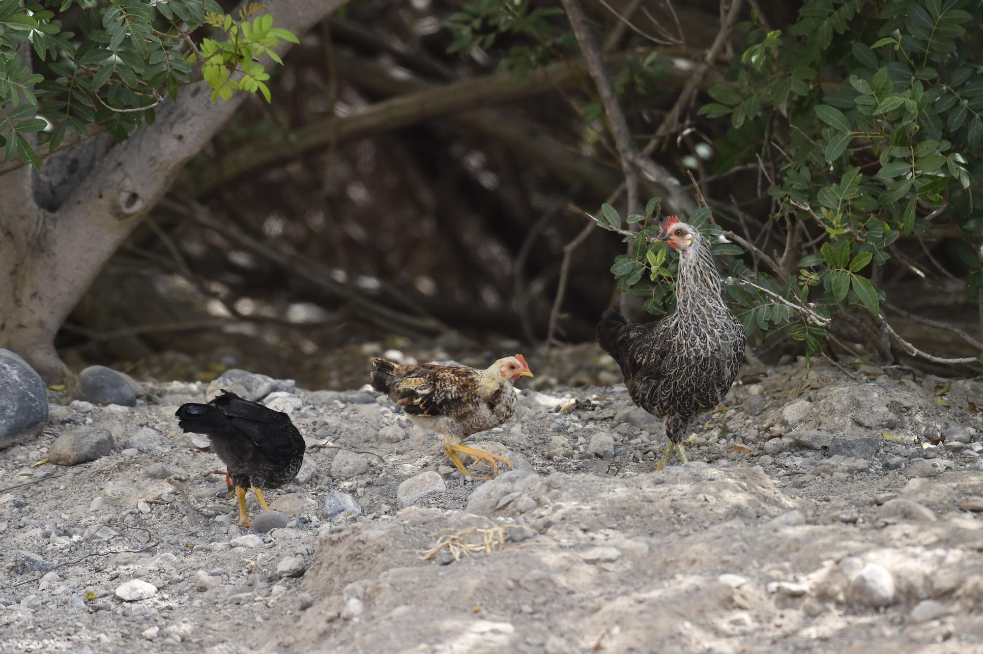 Colonia de gallos y gallinas sueltas por las calles de Salto del Negro