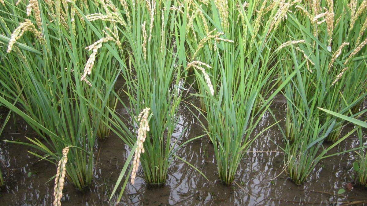 Reclaman editar genéticamente el arroz para afrontar el cambio climático