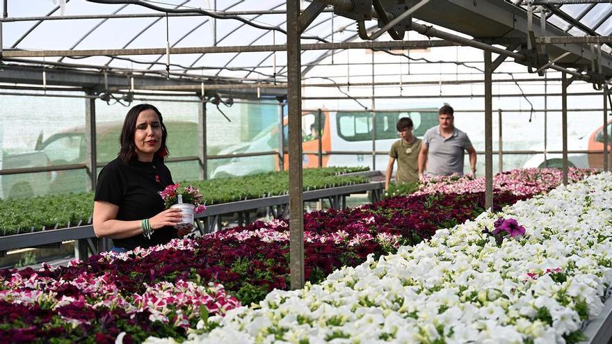 La Diputación de Cáceres reparte 47.000 plantas de primavera para embellecer 163 municipios de la provincia