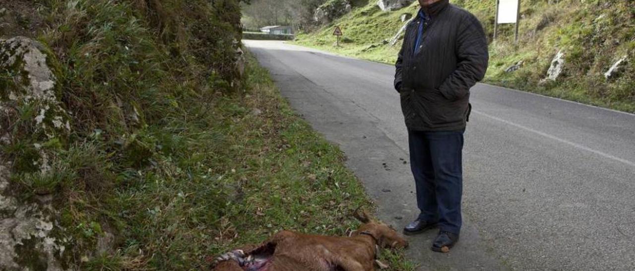 José Luis Menéndez, con una de las cabras atacadas en la zona de Les Llanes.