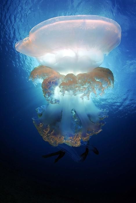 L'Oceanogràfic inaugura el Festival Internacional de Imagen Submarina