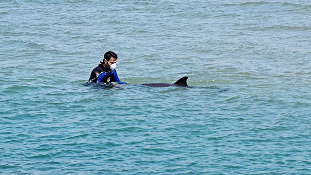 El delfín herido con un cuidador en la playa de Cunit.