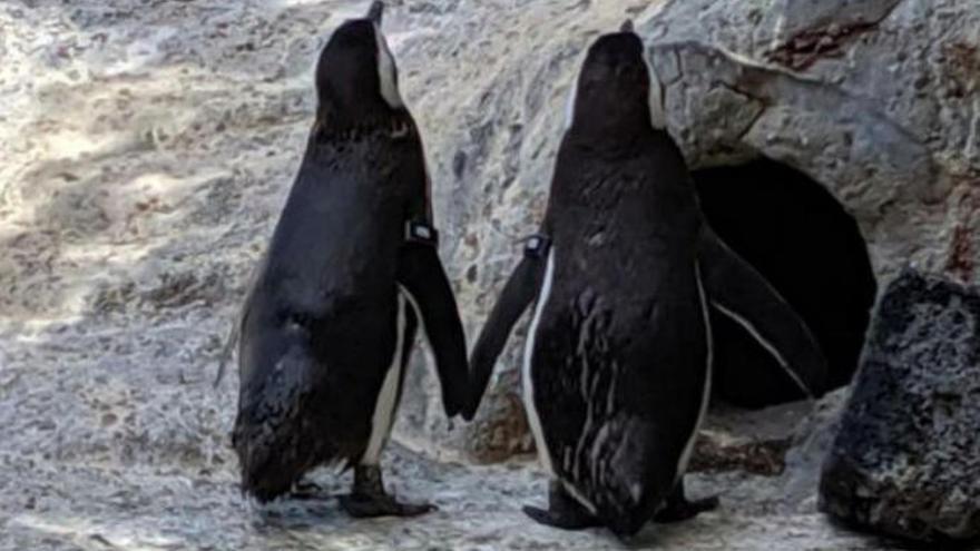 Una pareja de pingüinos gays, padres &quot;ejemplares&quot;