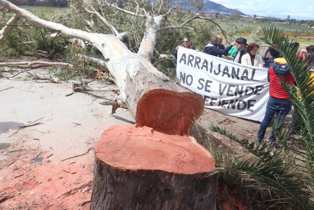 Protesta por la tala de árboles en Arraijanal