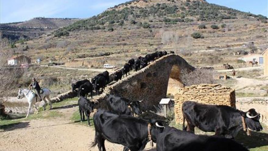 Vuelve el espectáculo de la trashumancia en el interior de Castellón