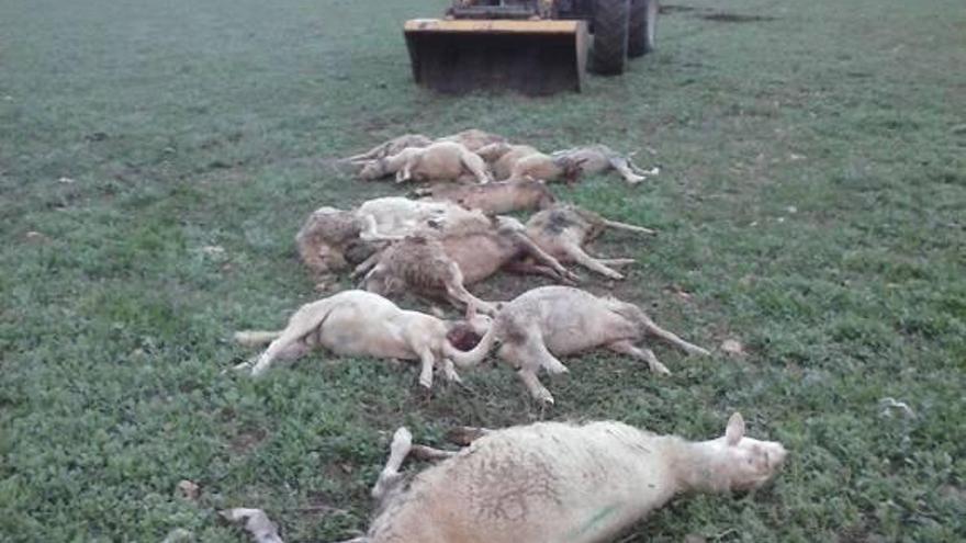 El agricultor afectado utilizó una excavadora para enterrar a los animales masacrados.