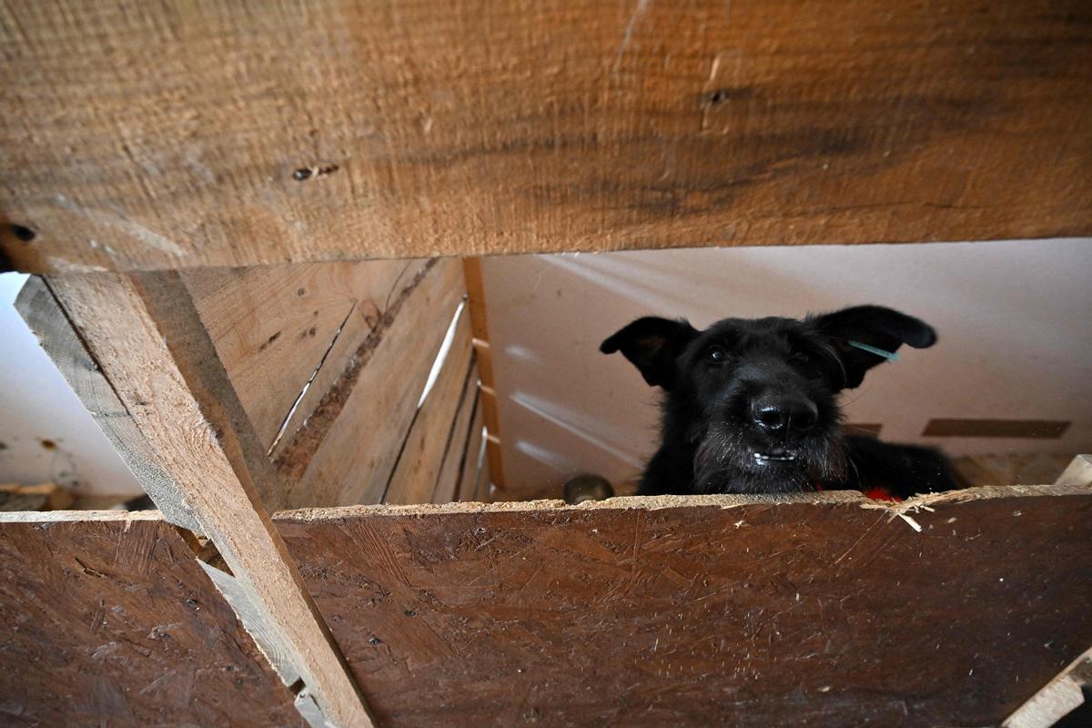 Un perro curiosea desde su cercado de madera, en el refugio temporal de animales afectados por la guerra, instalado en Kiev.