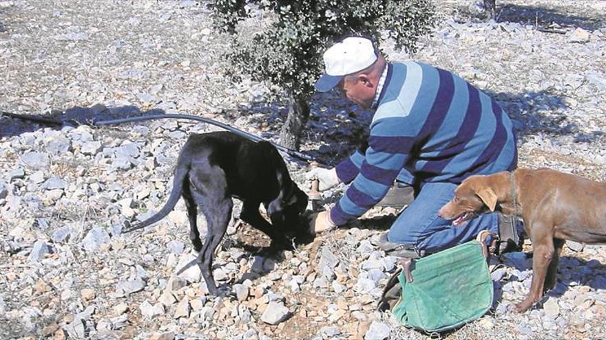 La trufa, la joya culinaria ‘made in Castellón’, en auge