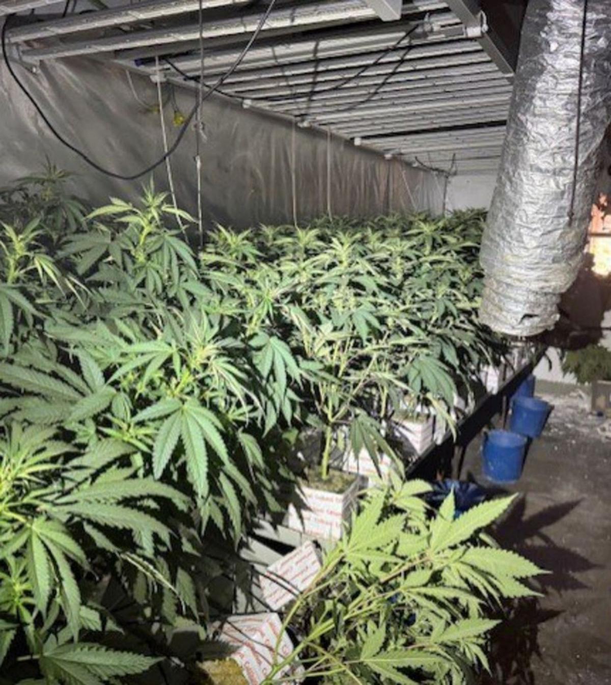 La marihuana que crema