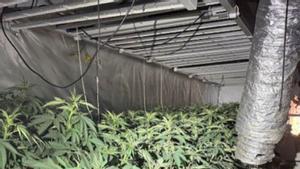 La marihuana que crema