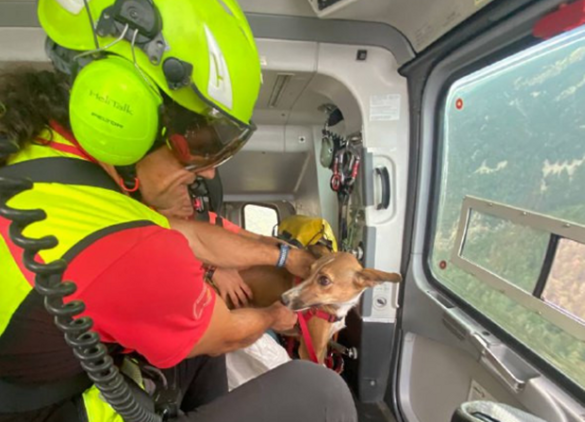 Els bombers activen un helicòpter per rescatar un gos a Queralbs Els bombers activen un helicòpter per rescatar un gos a Queralbs