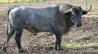 Galería de fotos: Estos son los toros para la Feria de la Magdalena de Castellón