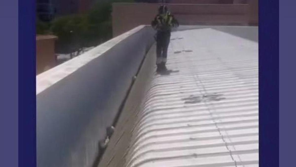 El bombero, en el tejado del colegio al rescate de las gaviotas.