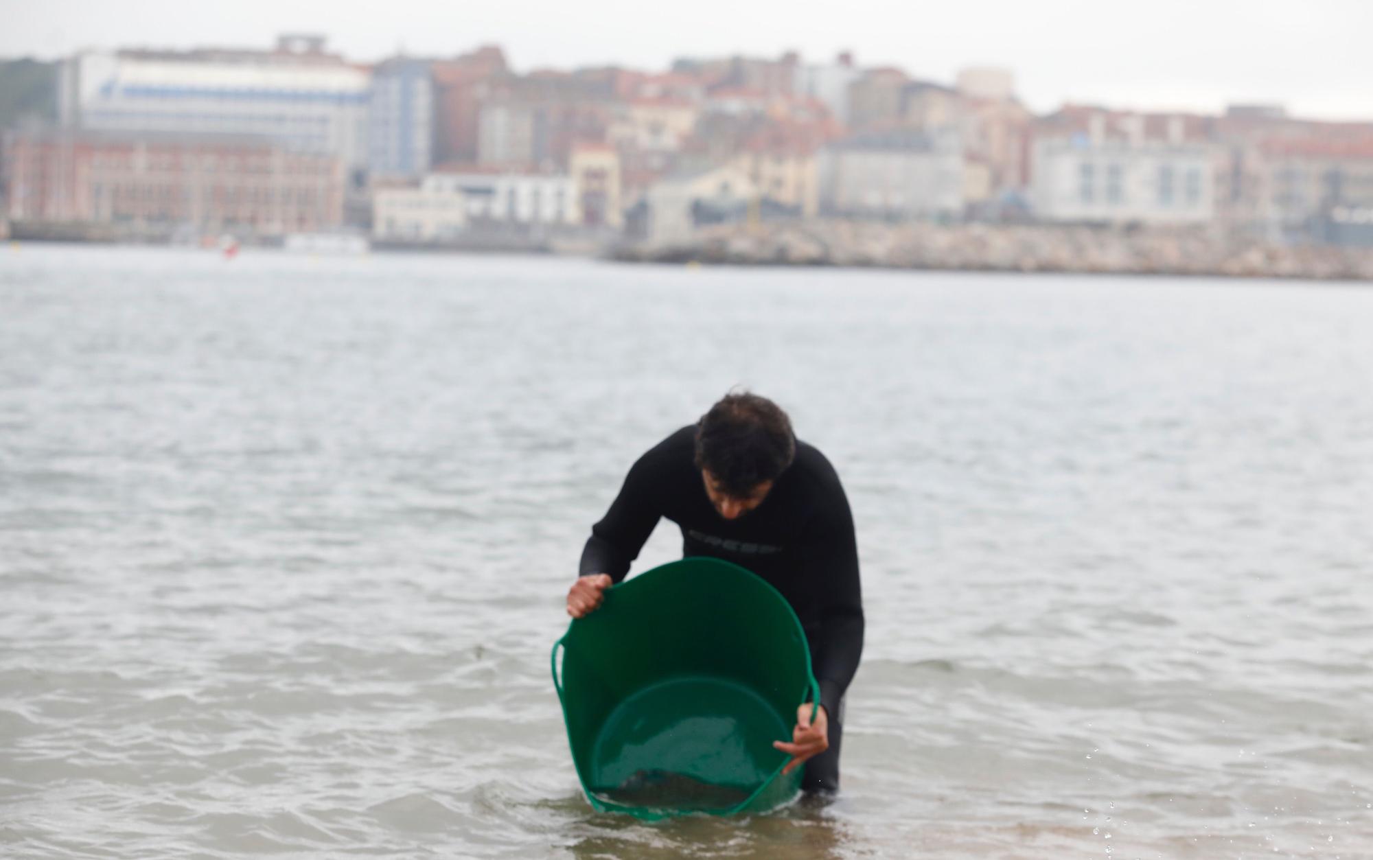 En imágenes: Suelta de rayas en la playa de Poniente