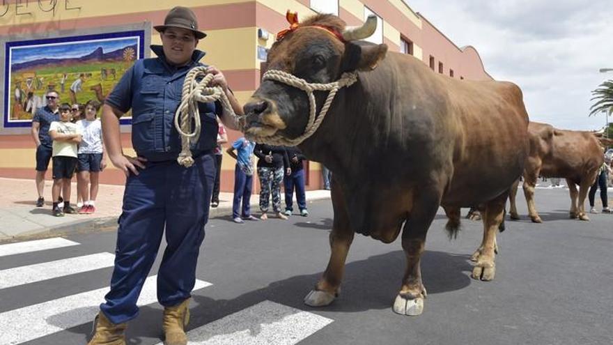 Feria de ganado y procesión de San José Obrero en Cruce de Arinaga