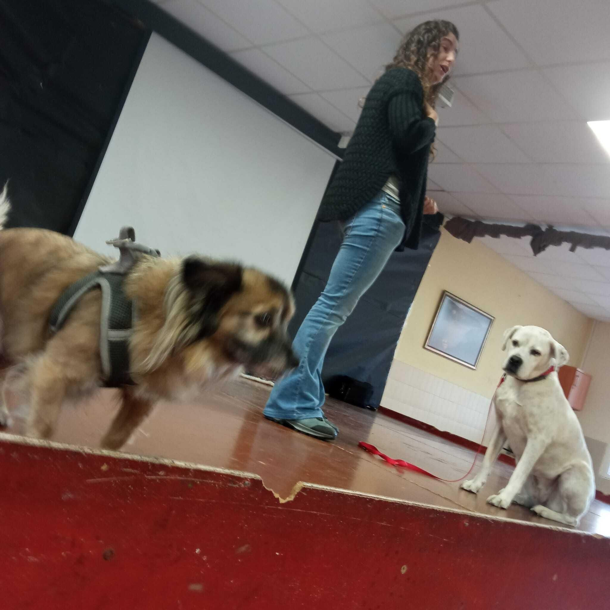 El taller para gestión de emociones con perros en el colegio Cervantes, en imágenes